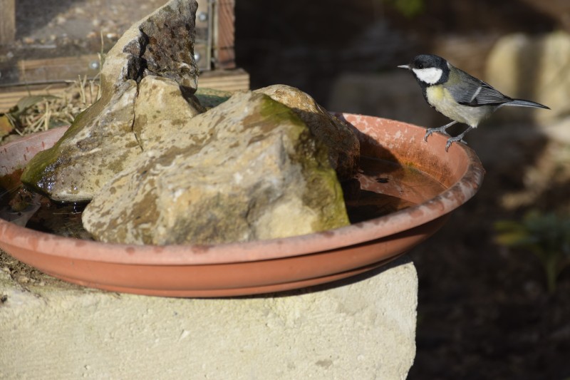 LES PRINTEMPS A LA FERME : les oiseaux du refuge