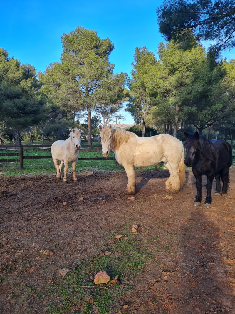 LES PRINTEMPS A LA FERME : bien-être animal