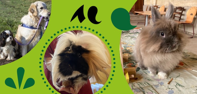 Séances de médiation animale