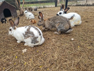 LES PRINTEMPS : L’animal dans tous ses états