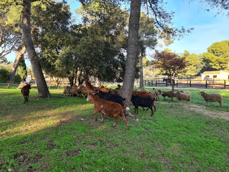 LES PRINTEMPS A LA FERME : éco-pâturage