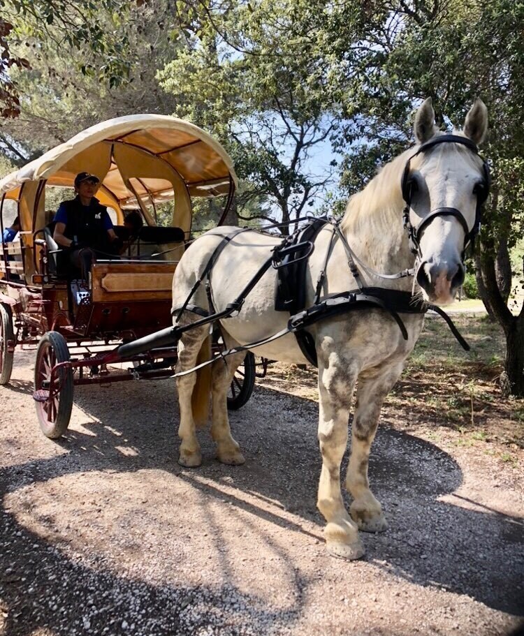 LES PRINTEMPS A LA FERME : promenade en calèche