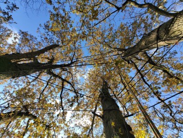 La taille des végétaux : tailler avec raison !