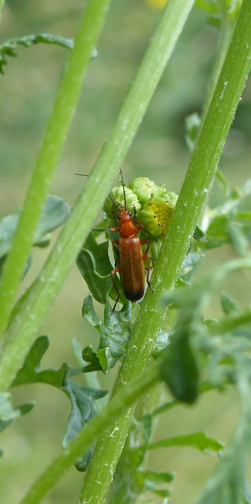 Sur les traces des insectes de Combleux