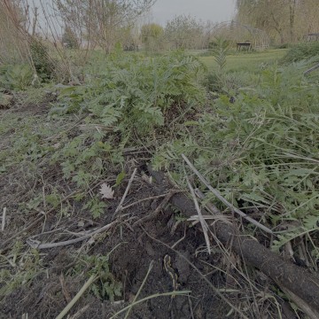 Visite et découverte de la biodiversité du jardin Cairnhill
