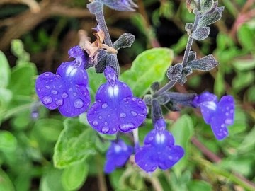 Visite commentée des jardins du château de l'Arthaudière