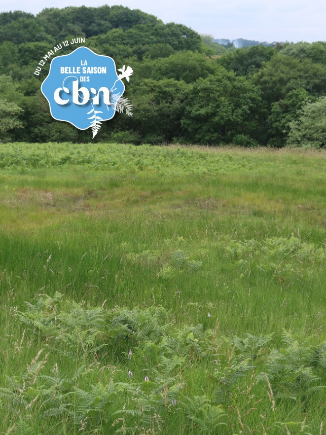 Sortie inventaire : flore des landes, pelouses et tourbières de Saint-Jean-de-Luz