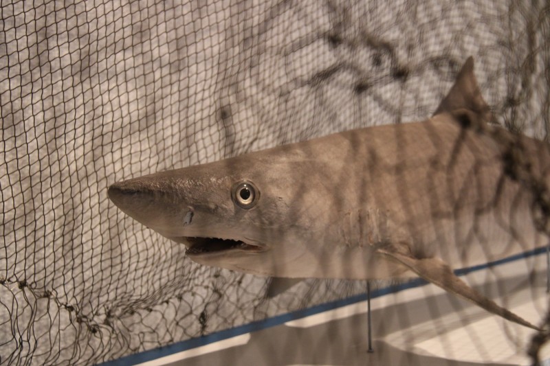 A l'abordage ! Visite théâtralisée