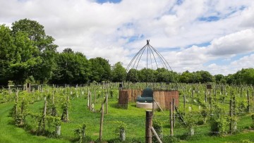 Le Labyrinthe des Cépages