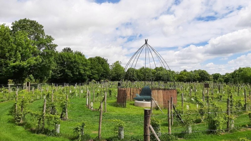 Le Labyrinthe des Cépages