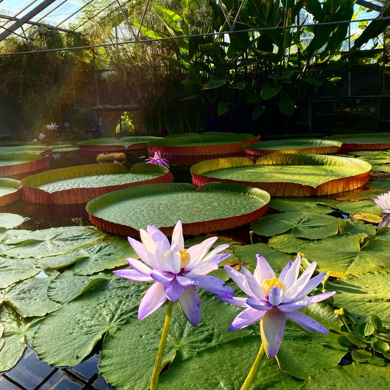 Découverte de l'univers des nénuphars