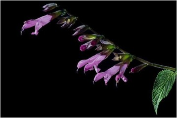 Expo Photos Les Sauges de l'Arthaudière