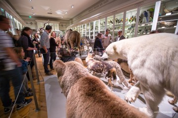 De Zarafa à l’Indonésie : un voyage au cœur des savoirs