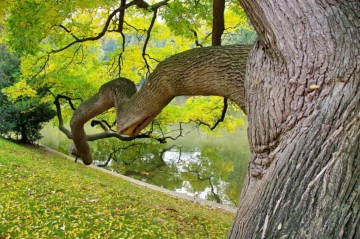 Le Trésor des Arbres (Terre&Océan)