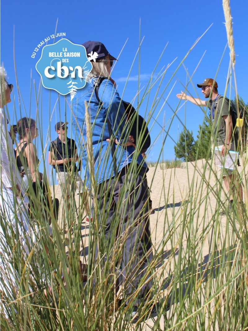 Plantes de sable et de vent : la flore sauvage de la Dune du Pilat