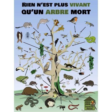 Balade Arbres morts, forêt vivante (Passeurs d'Arbres)