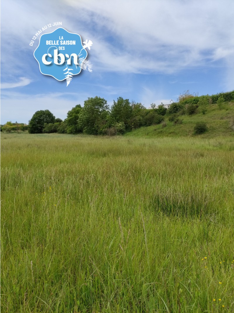 Entre deux marais : balade botanique à Vieux Châtelaillon