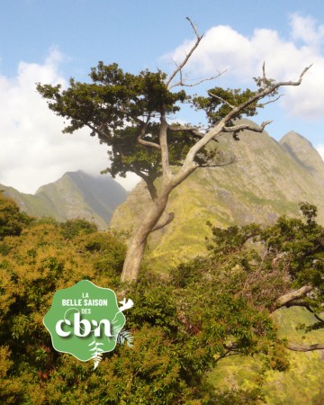 Exposition Ex(s)istere au Jardin Botanique de La Réunion (974)