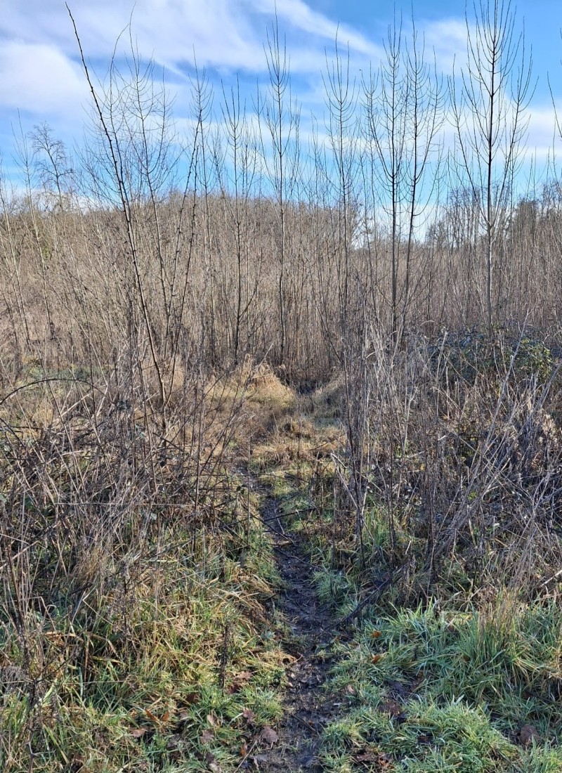Sur les traces des mammifères de Sainte-Marie