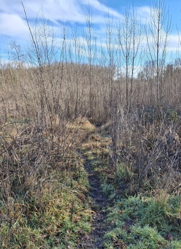 Sur les traces des mammifères de Sainte-Marie