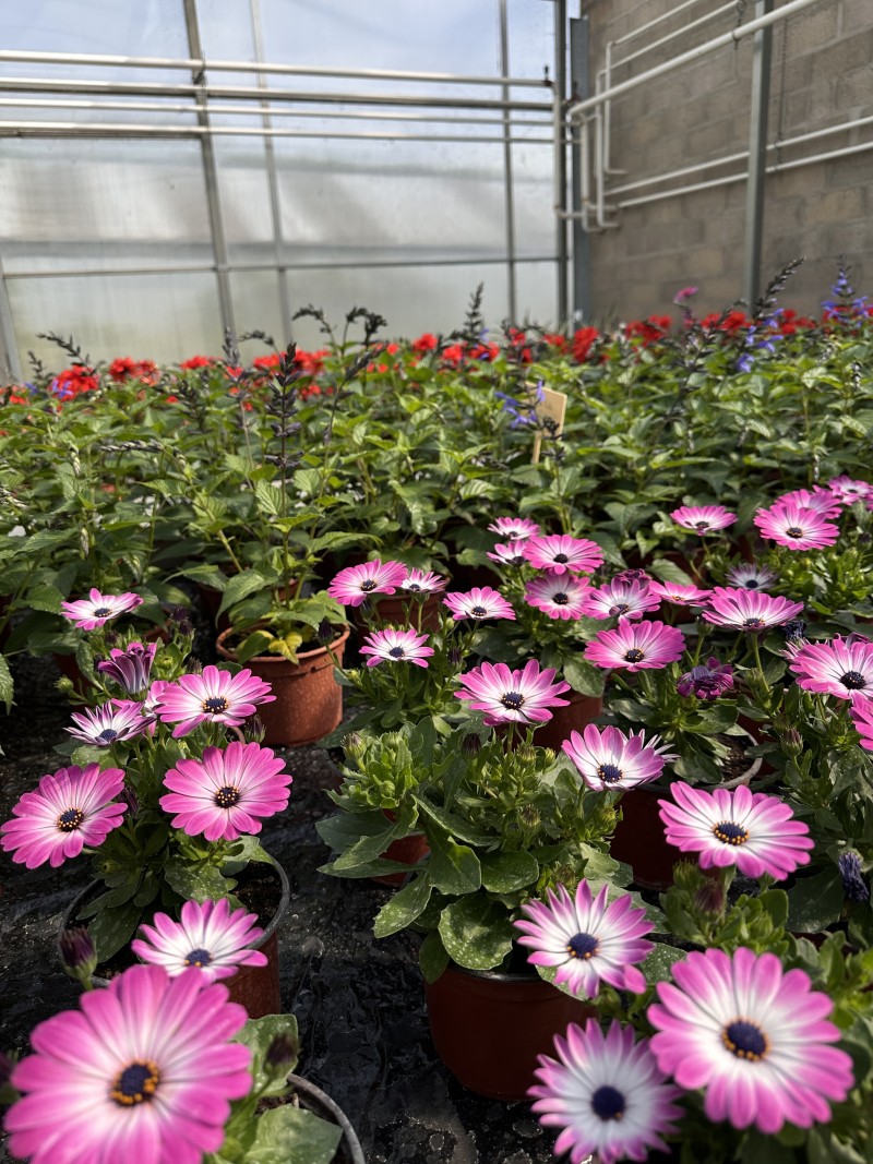 Portes ouvertes au DITEP Pierre Mâle : une journée à ne pas manquer !