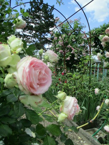 Visite découverte du jardin de Roses