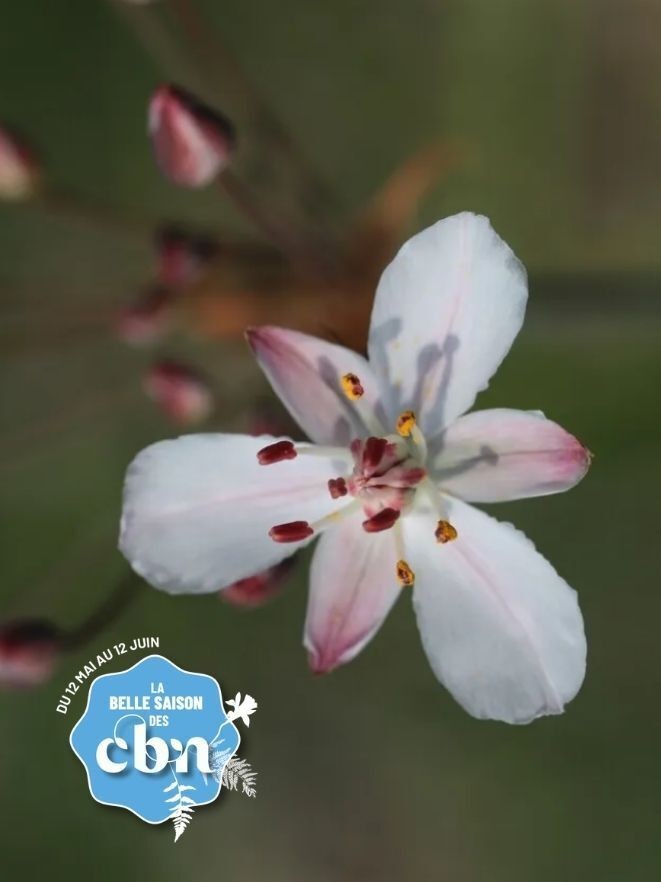 Au cœur du marais des Gonds : la flore sauvage des prairies humides