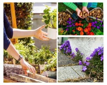 Troc de plantes, dons de bulbes & Charte Trottoirs Vivants