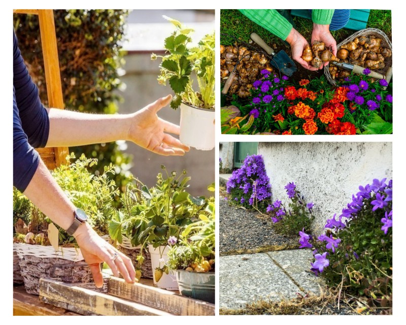 Troc de plantes, dons de bulbes & Charte Trottoirs Vivants