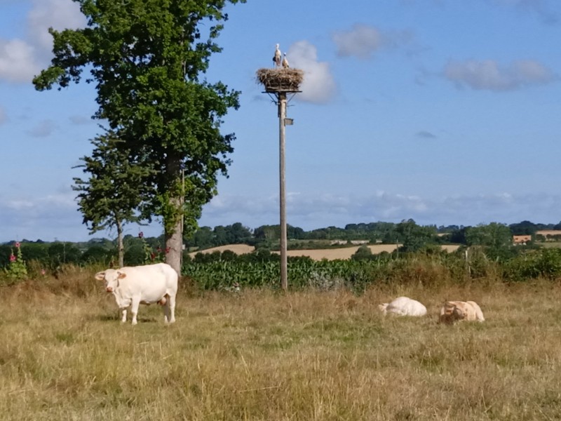 Rencontre avec la Cigogne blanche, oiseau nicheur emblématique des marais
