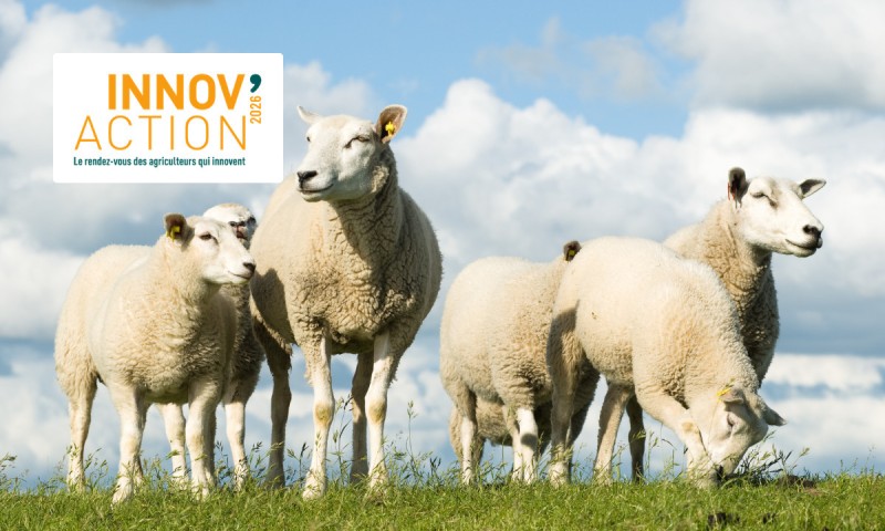 INNOV'ACTION - Rencontre régionale ovine (72)
