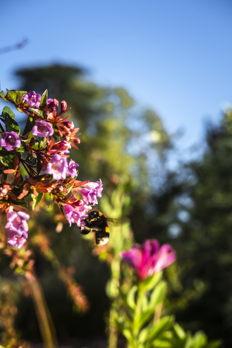 La vision des pollinisateurs