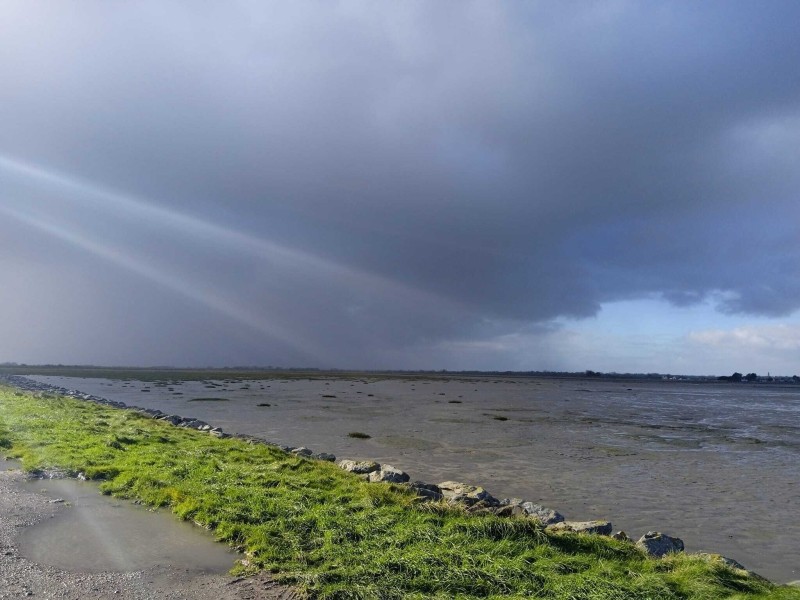 Oiseaux migrateurs de la baie des Veys