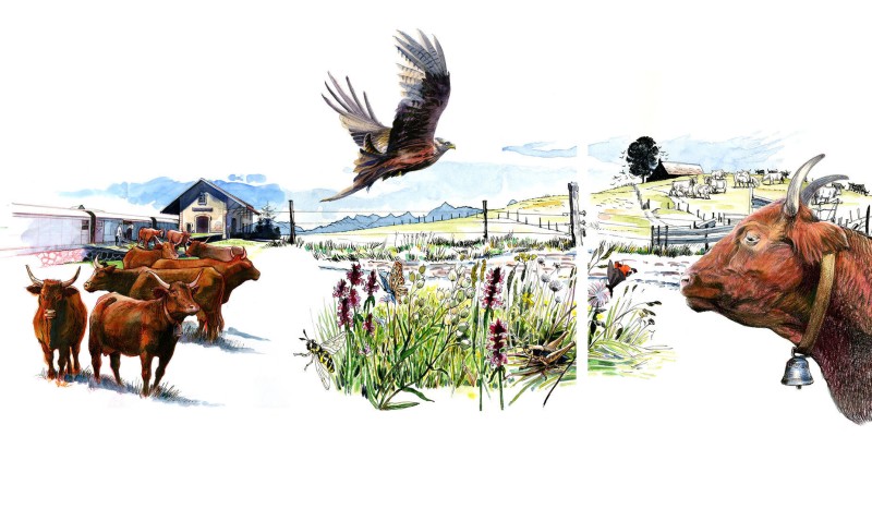 Visite guidée de l'Espace Cézallier