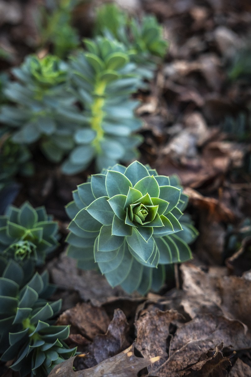 Identifier les vivaces