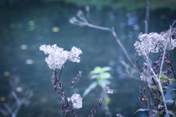 Balade botanique au parc de Croisilles | RDV Découverte