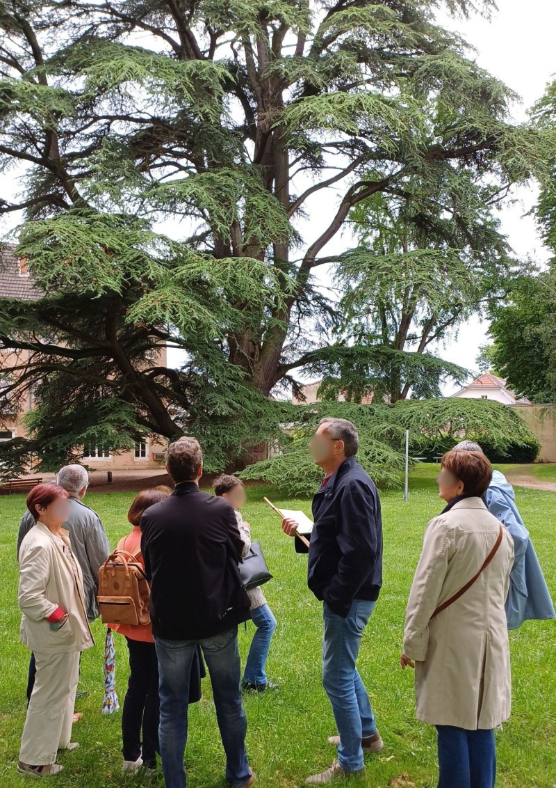 Parcours des arbres remarquables