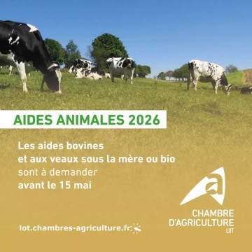 PAC 2026 : Demande des aides bovines