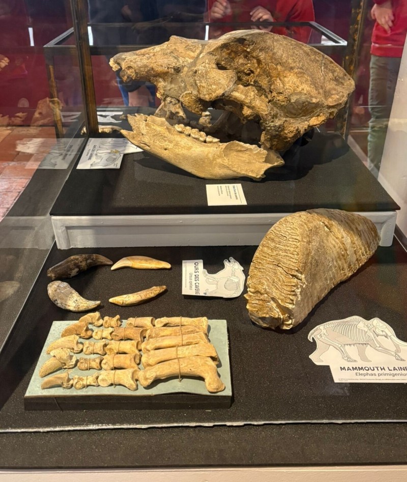 Conférence « Que savons-nous des relations humains-animaux au Paléolithique ? »