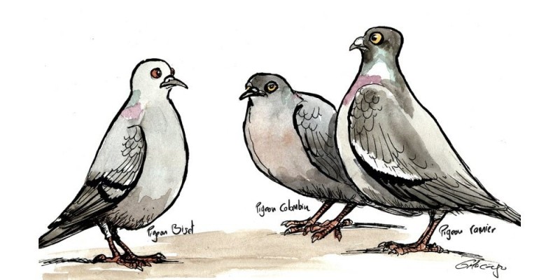 Les oiseaux de Colomiers : dessine-moi un pigeon !