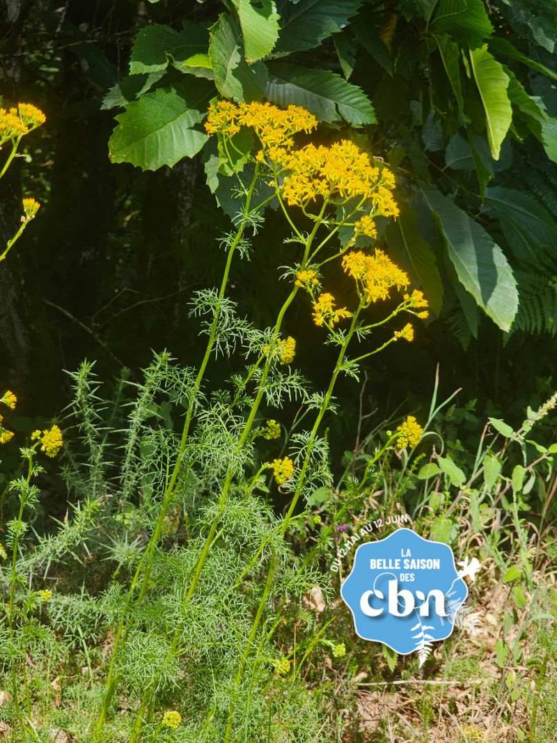A la recherche d'une espèce non revue de la flore de la Vienne : le Séneçon à feuilles d'adonis