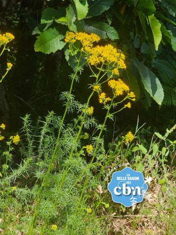 A la recherche d'une espèce non revue de la flore de la Vienne : le Séneçon à feuilles d'adonis