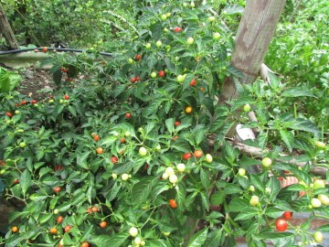 JARDIN PARADIS