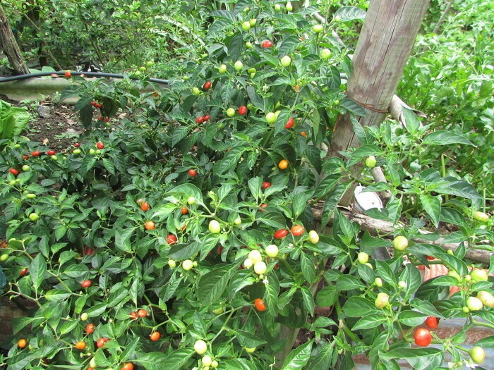 JARDIN PARADIS