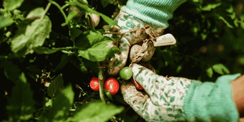 Création d'un carré potager