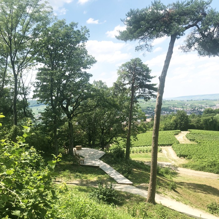 Balade libre au sommet du Mont Bernon pour découvrir les vues sur les paysages de Champagne classés Unesco