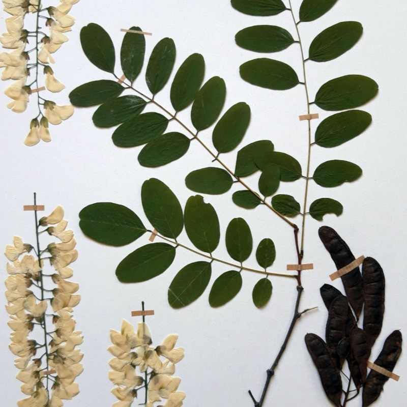 Atelier de création d'une planche d'herbier