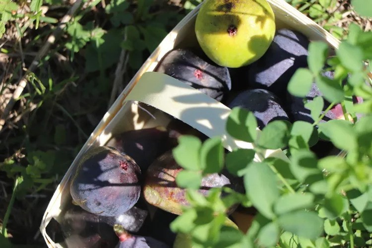 Apéro vigneron "Mi-figue, mi-raisin"