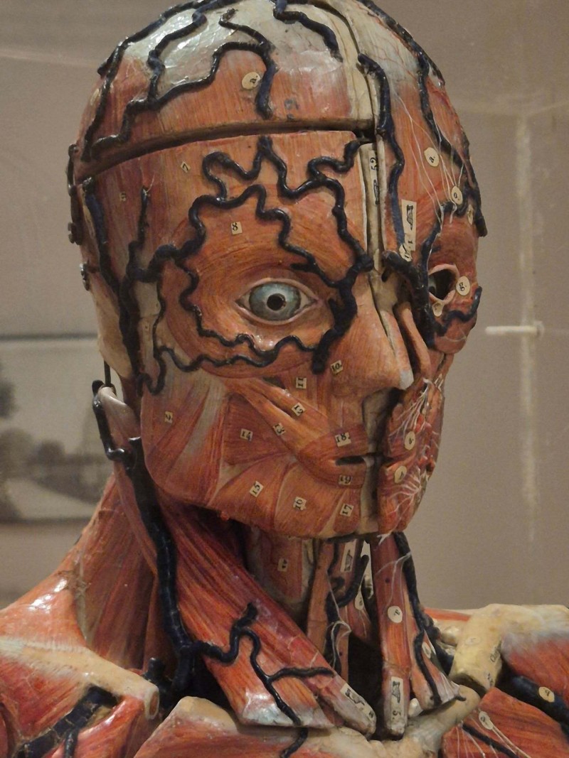 Visite libre du musée