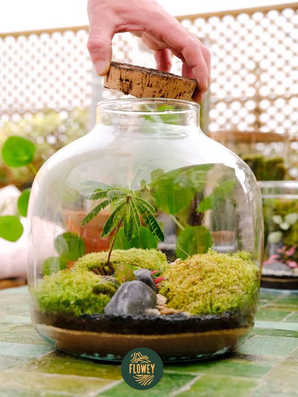 FLOWEY - Terrariums autonomes